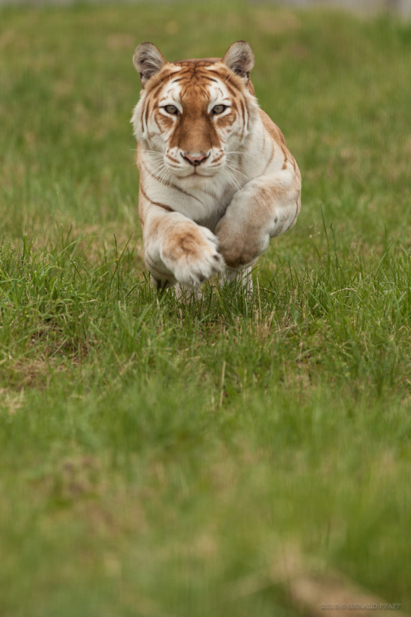 Golden Tabby Tiger