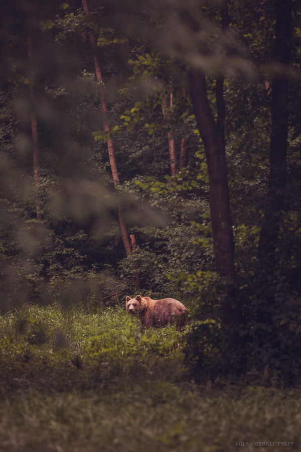 Bear