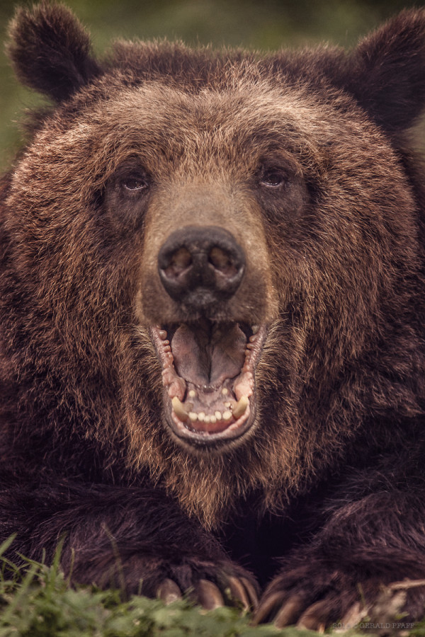 Bear