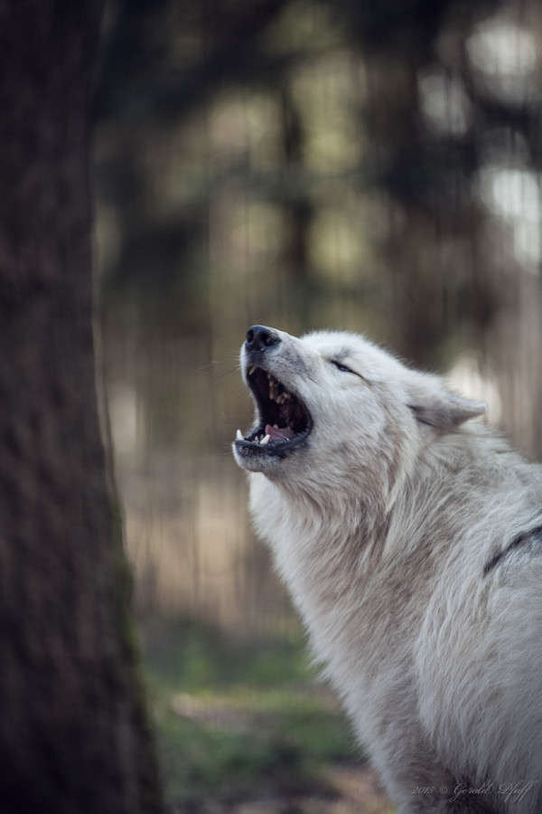 Canadian Wolf