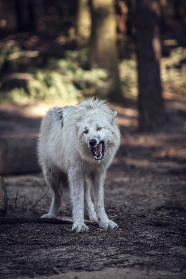 Canadian Wolf