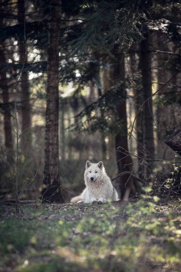 Canadian Wolf
