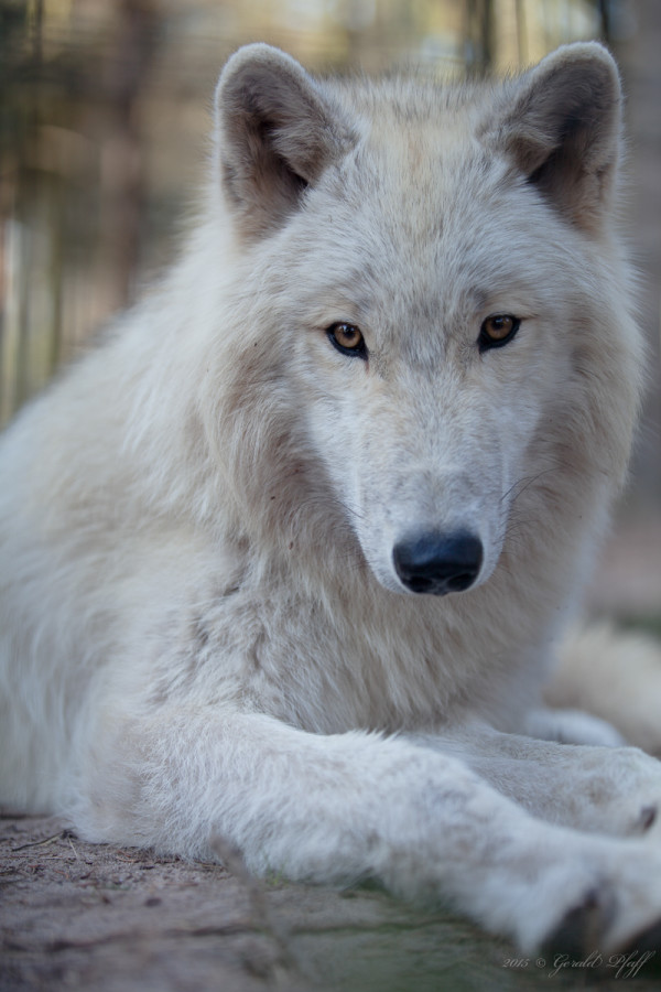 Canadian Wolf