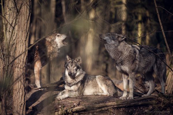 Wolves