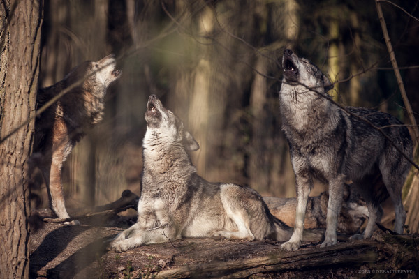 Wolves