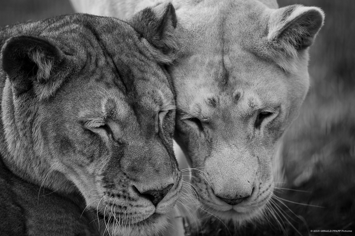 Lions