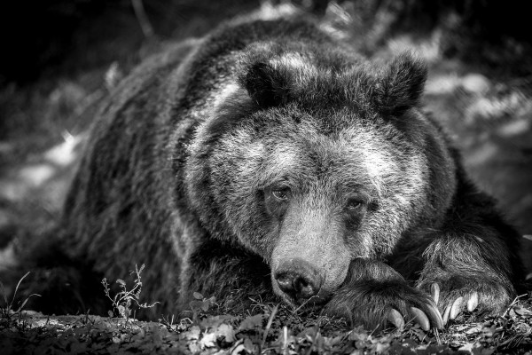 Bear