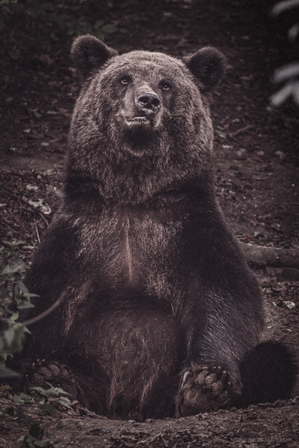 Bear