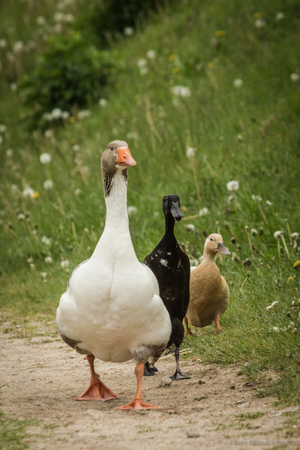 Reservoir Ducks