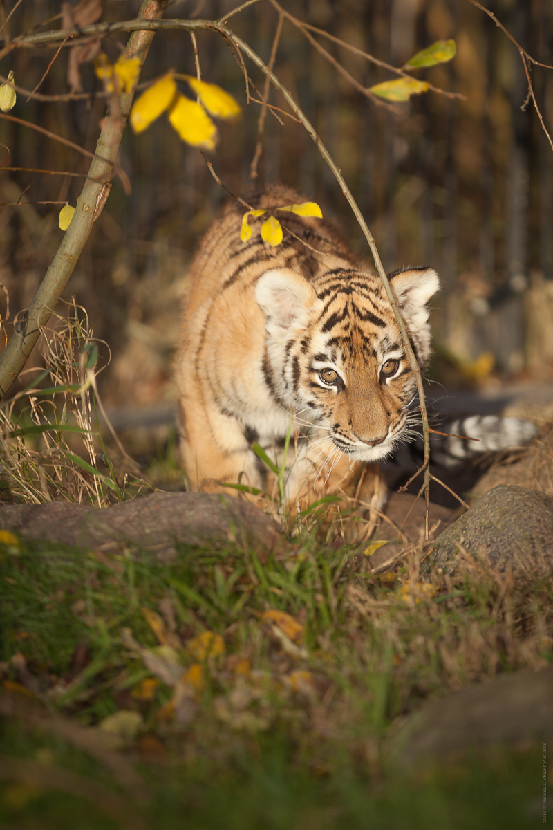 Elsa Tiger