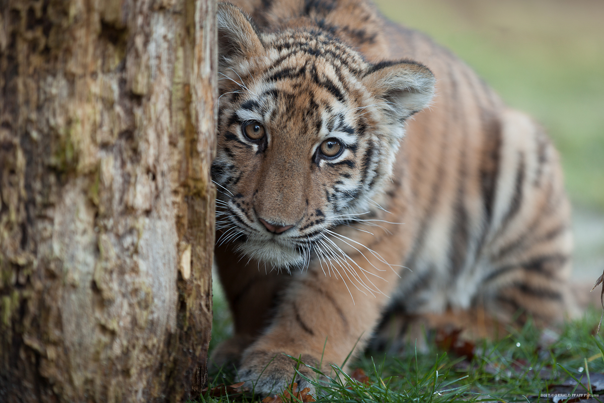 Siberian Tiger