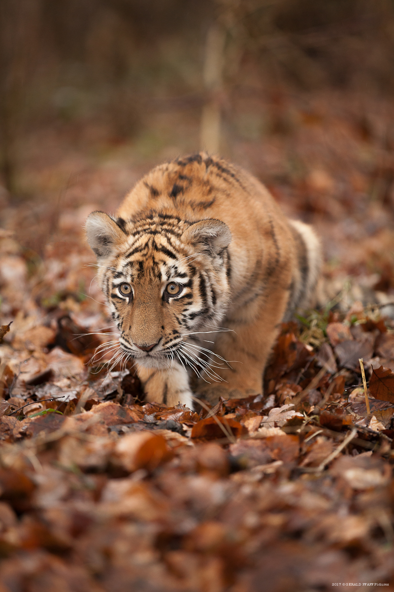 Elsa Tiger