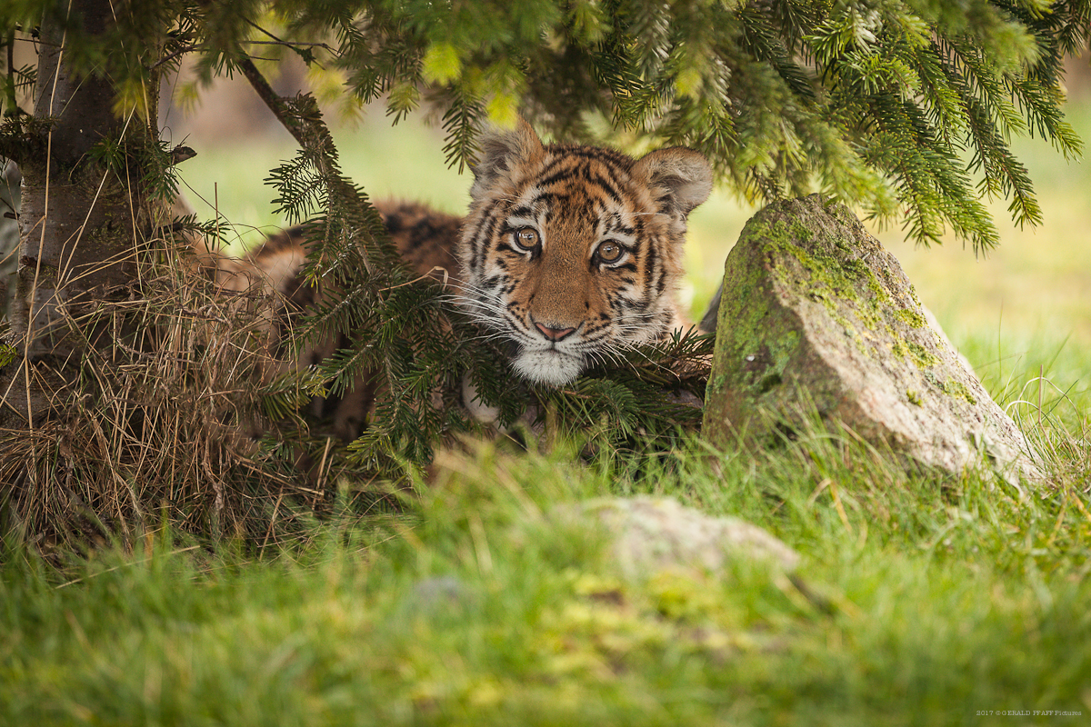 Elsa Tiger