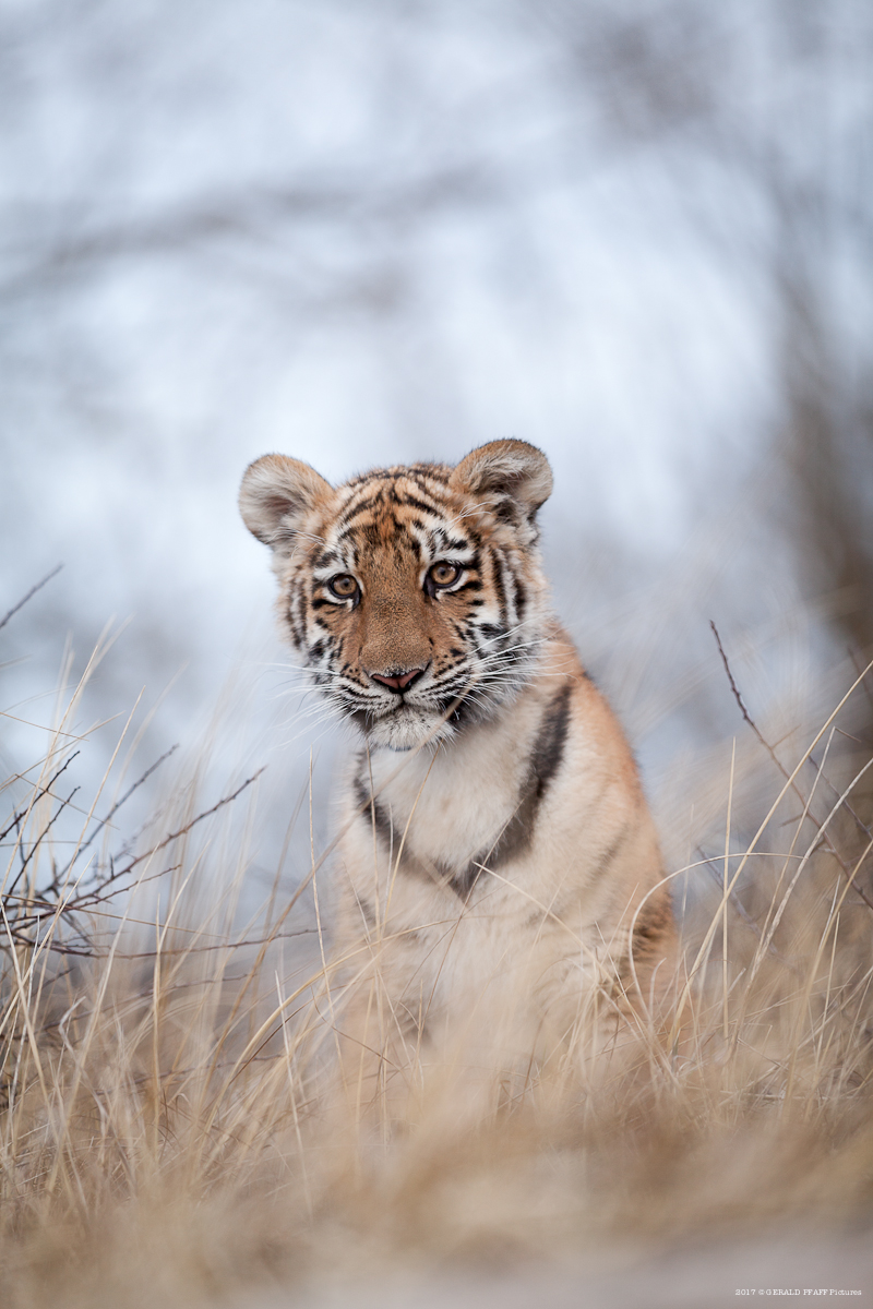 Elsa Tiger