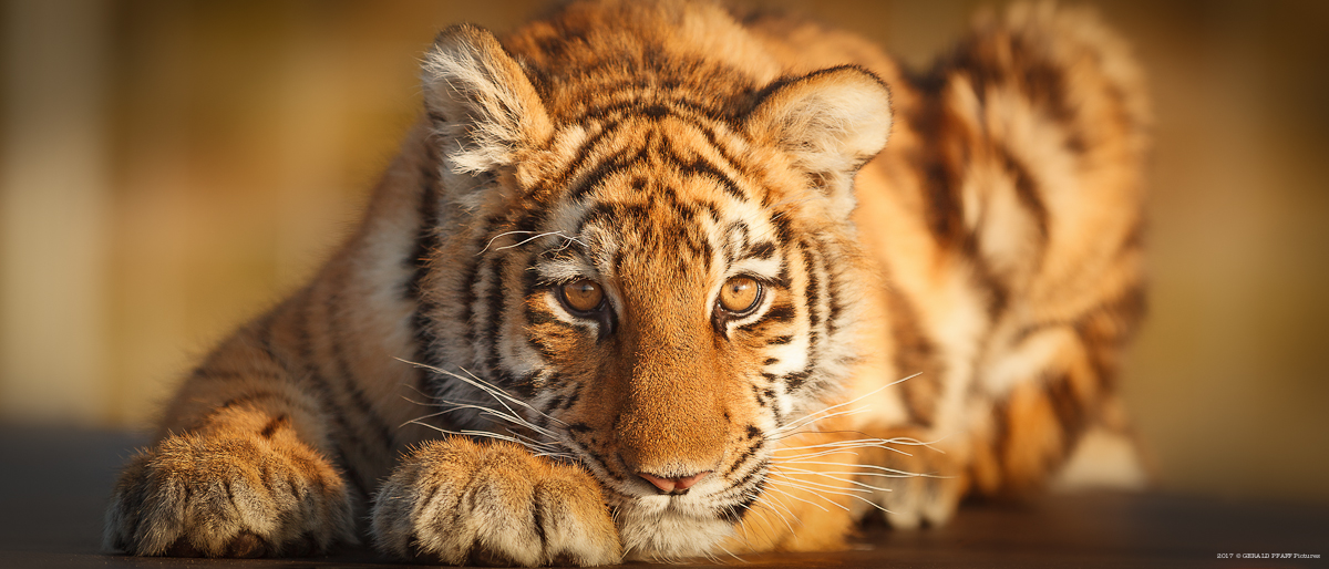 Elsa the Tiger