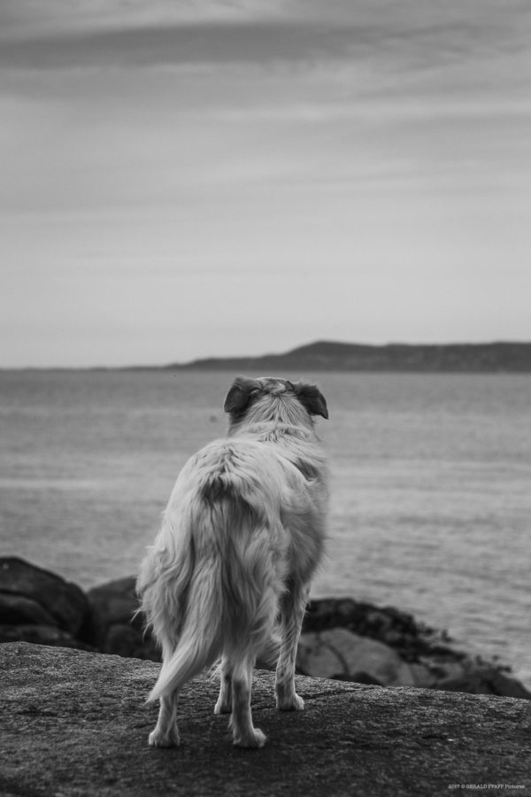 Dog Loaghaire