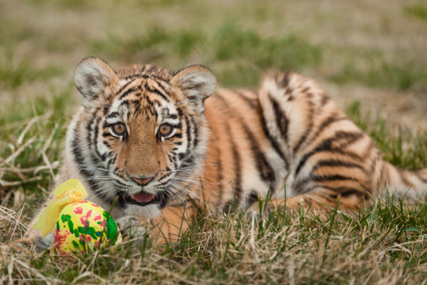 Frohe Ostern!