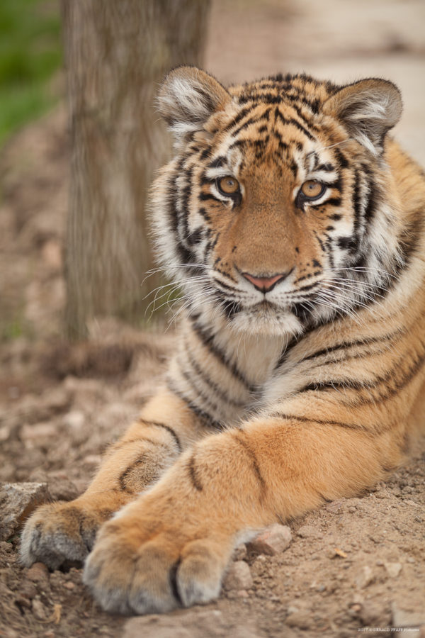 Elsa the Tiger (7 Months)