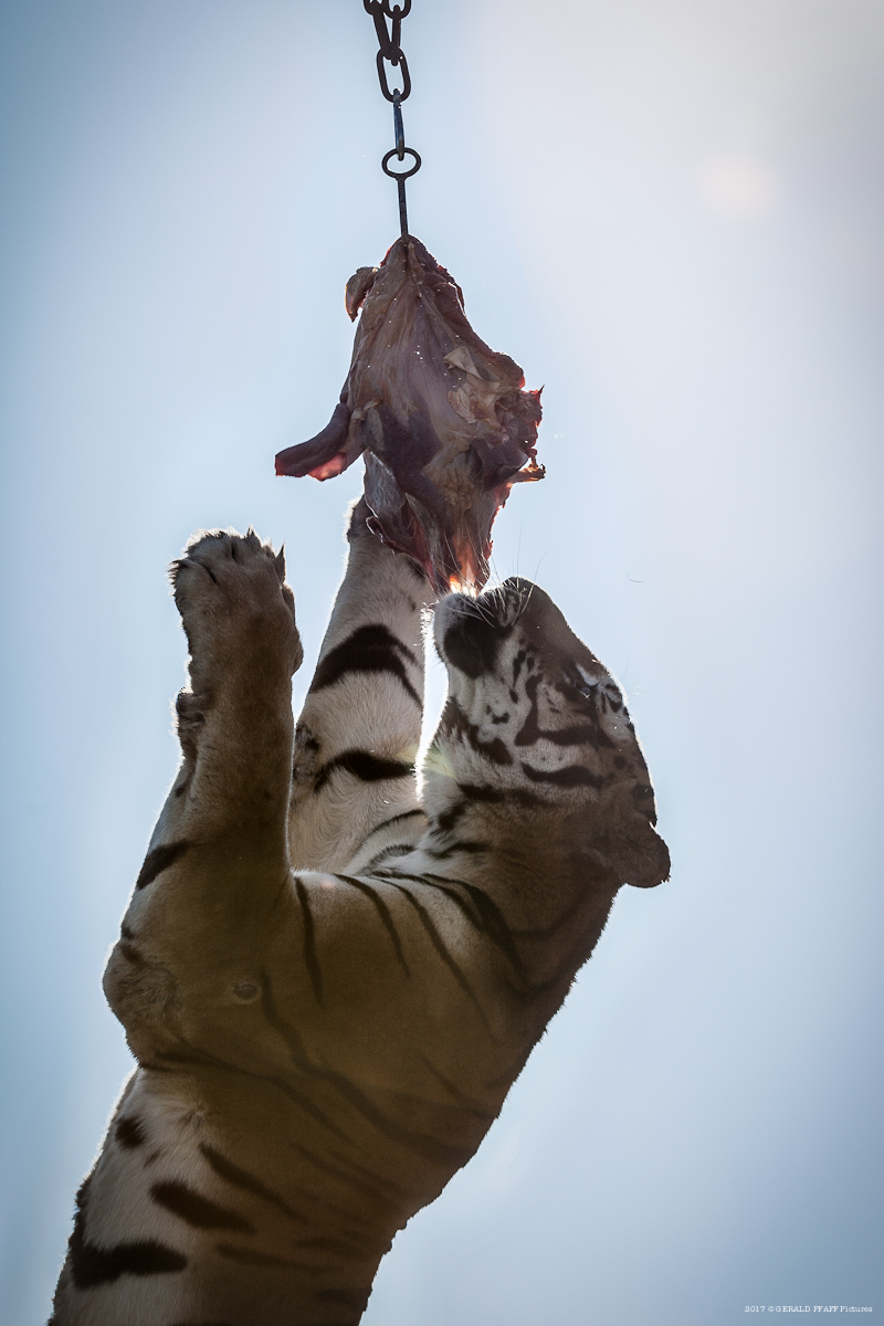 Bengal tiger