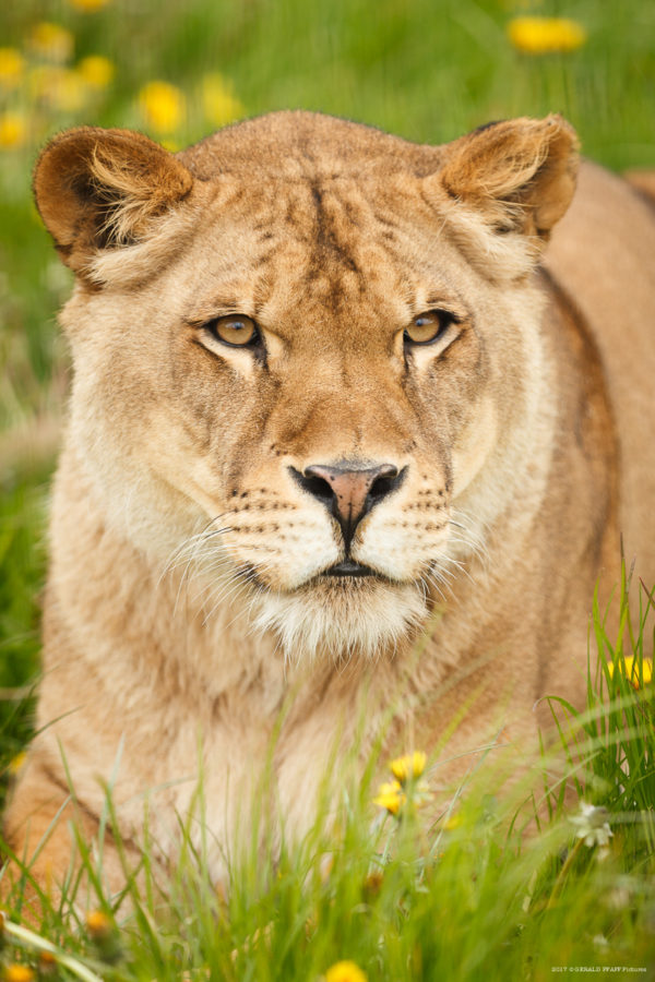 Nala