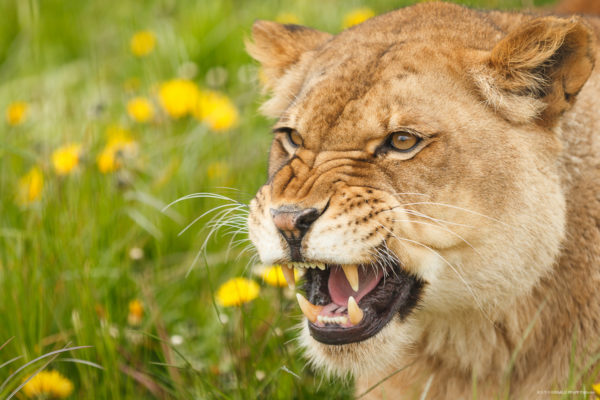 Lion – Löwenzähne