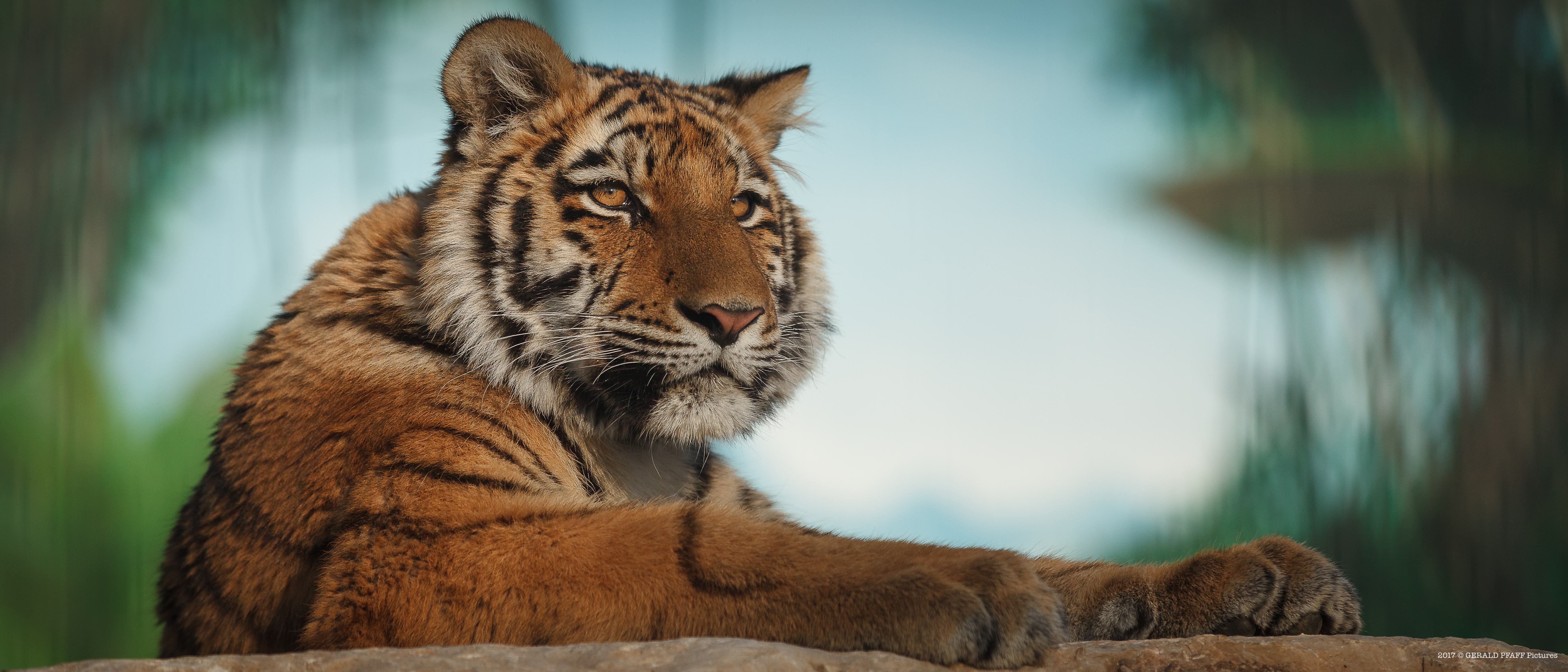Tiger Elsa
