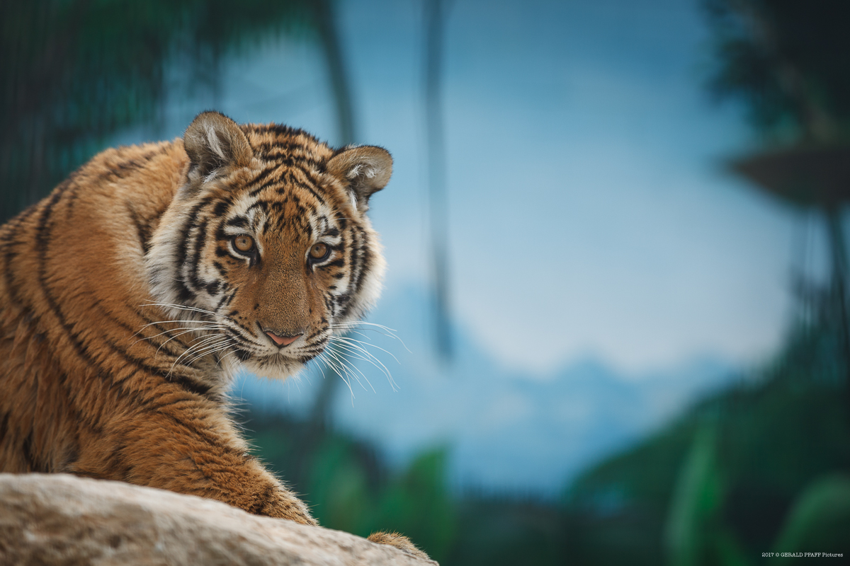 Tiger Elsa
