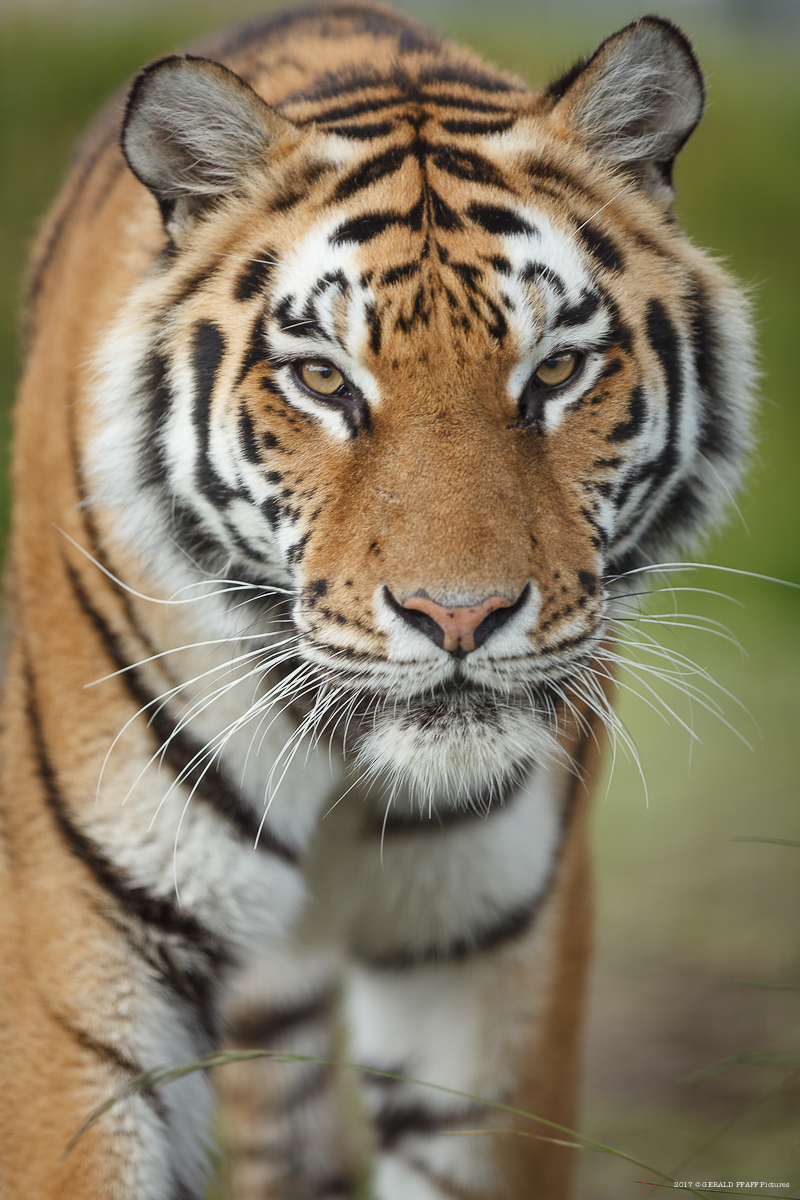 Sibirischer Tiger