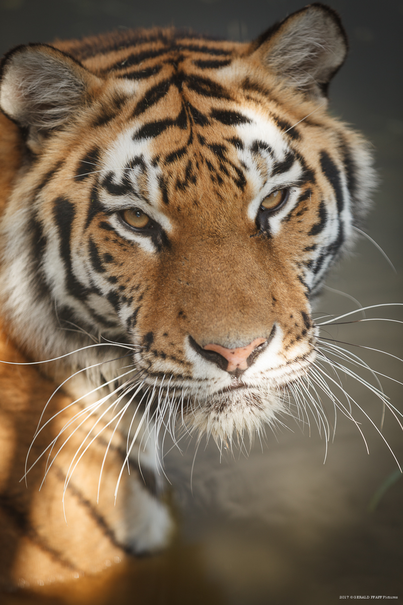 Sibirischer Tiger