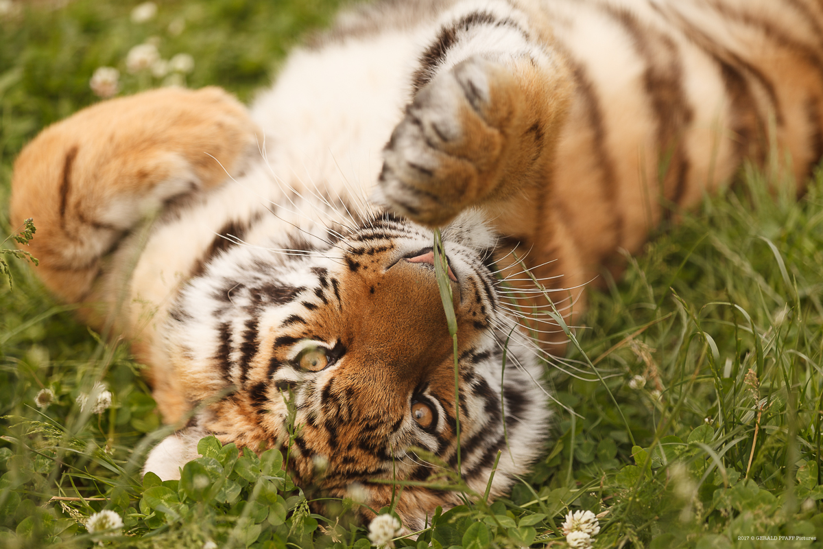 Sibirischer Tiger