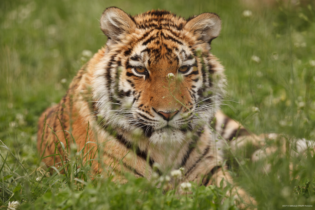 Sibirischer Tiger