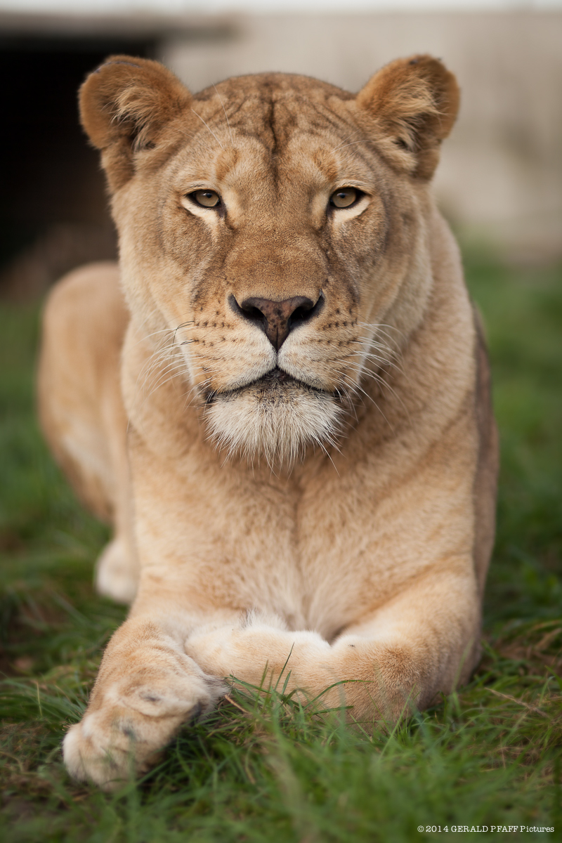 Lion