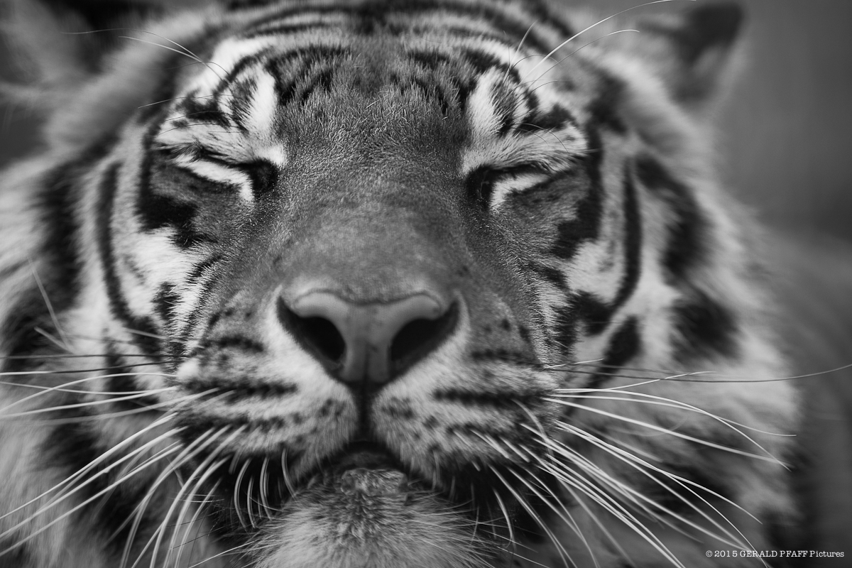 Indischer Tiger