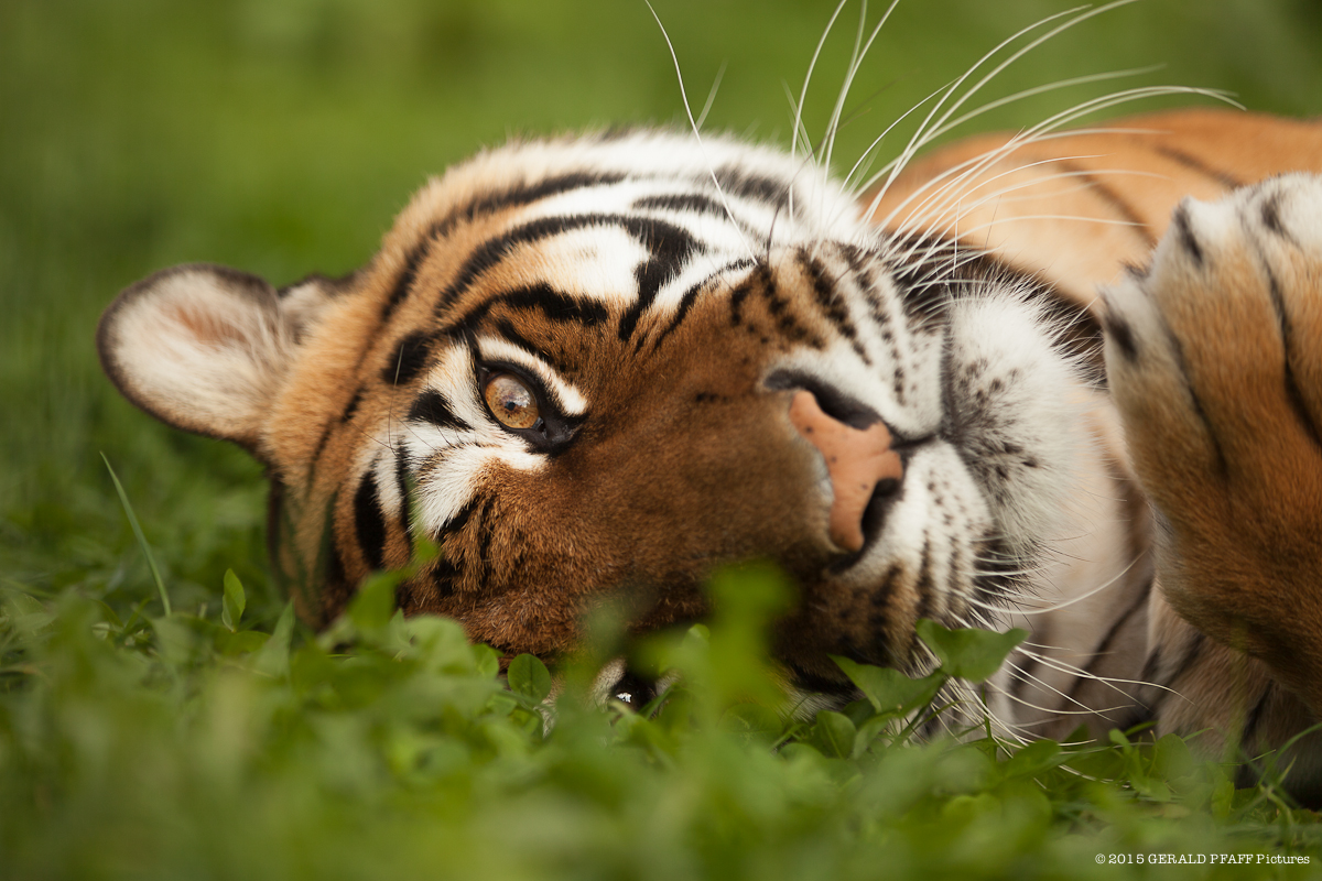 Indochinesischer Tiger
