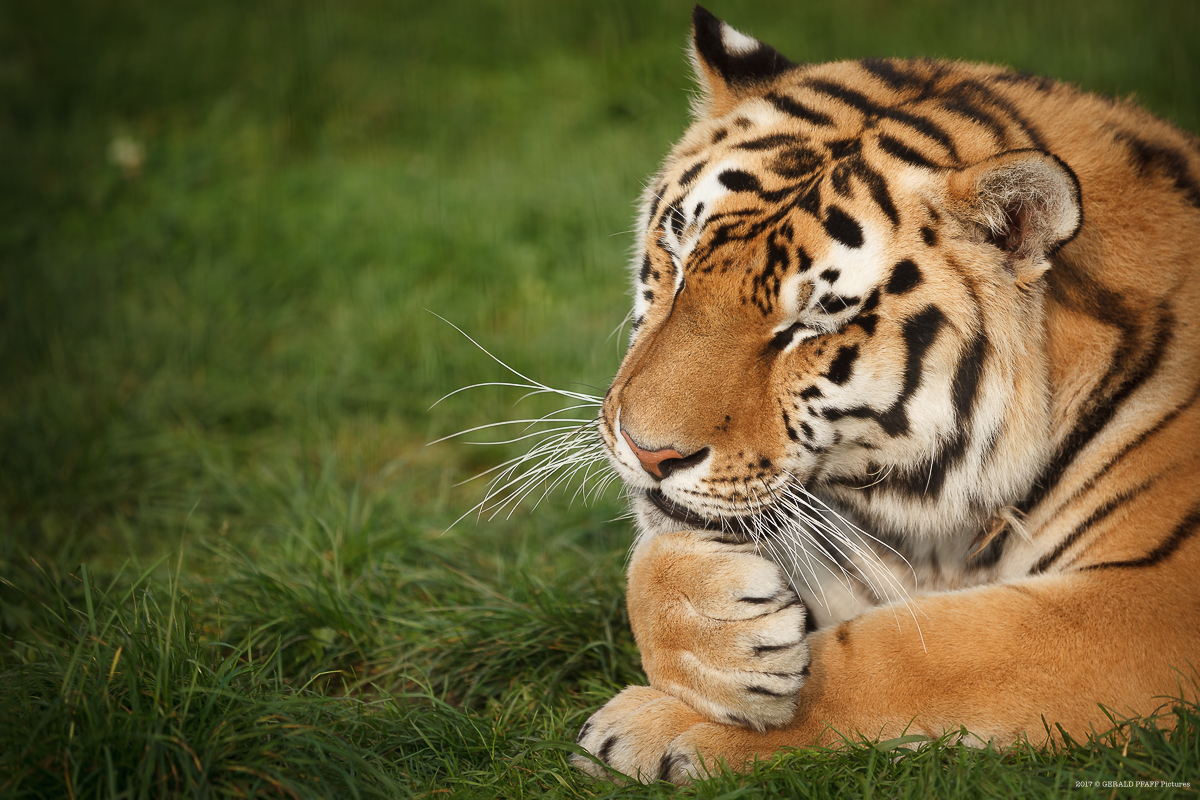 Amurtiger