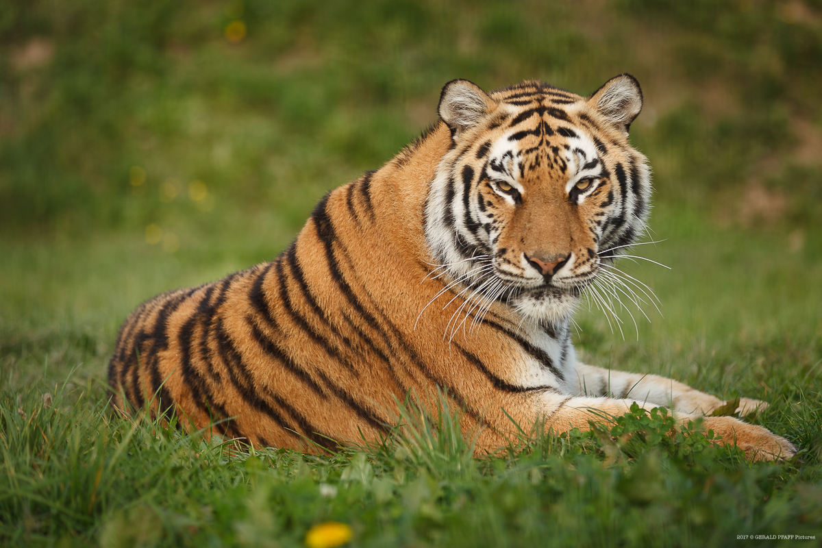 Amurtiger