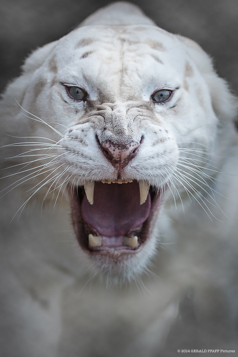 #WeisserTiger #WhiteTiger