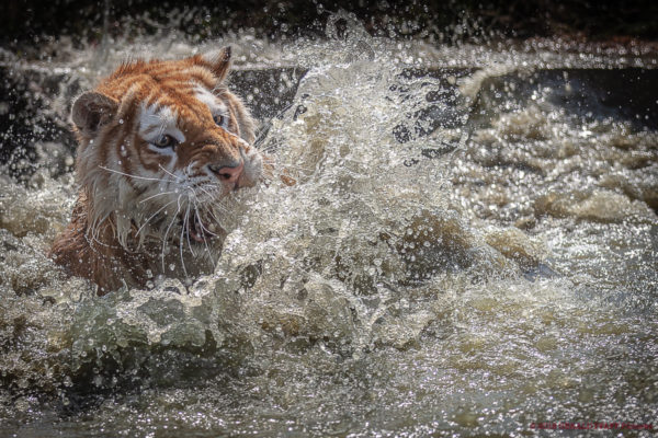 Tiger-Splash
