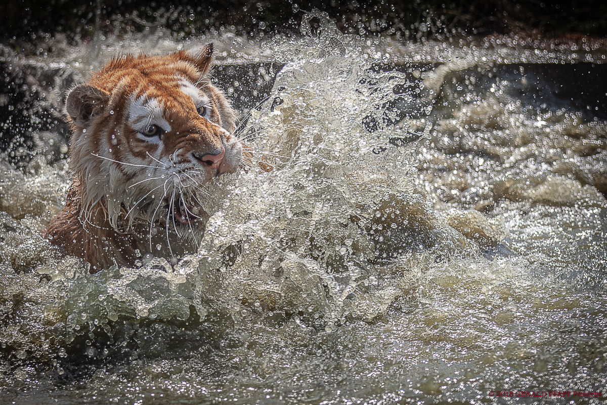 #Tiger #Splash