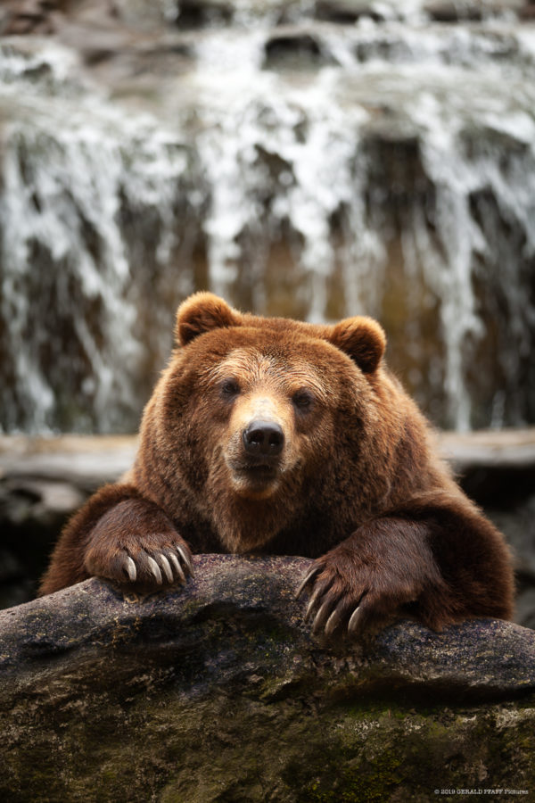 Baer