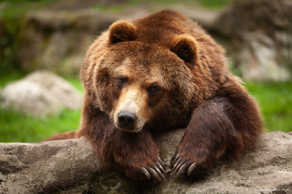 Baer