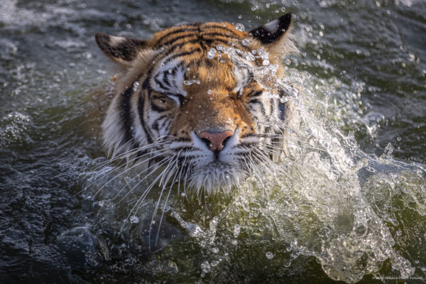 Tiger Bath