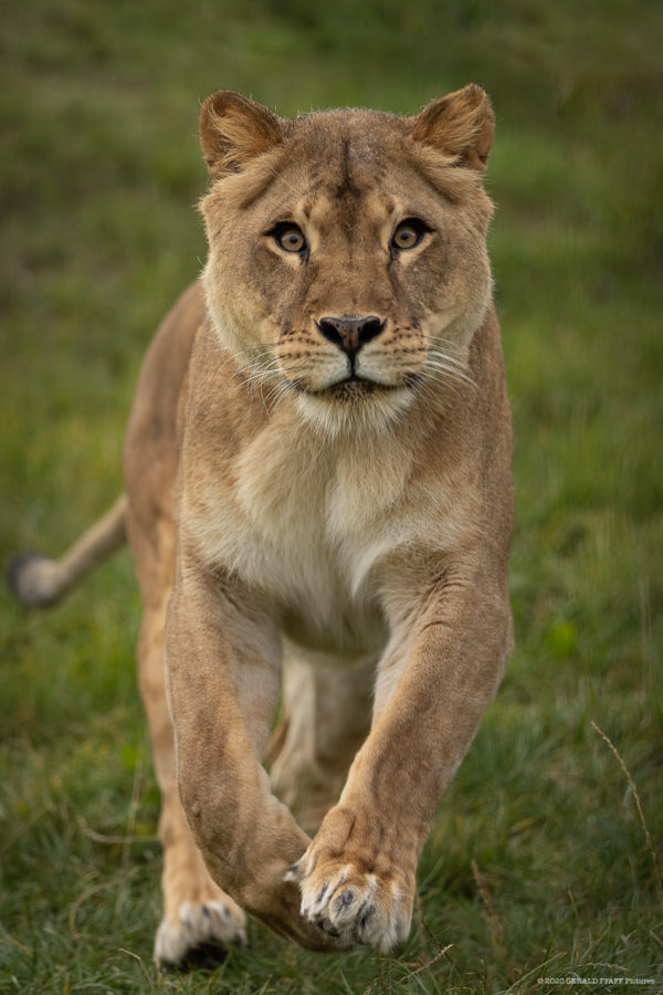 Nala
