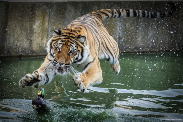 Attack from above…